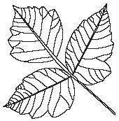 poison ivy